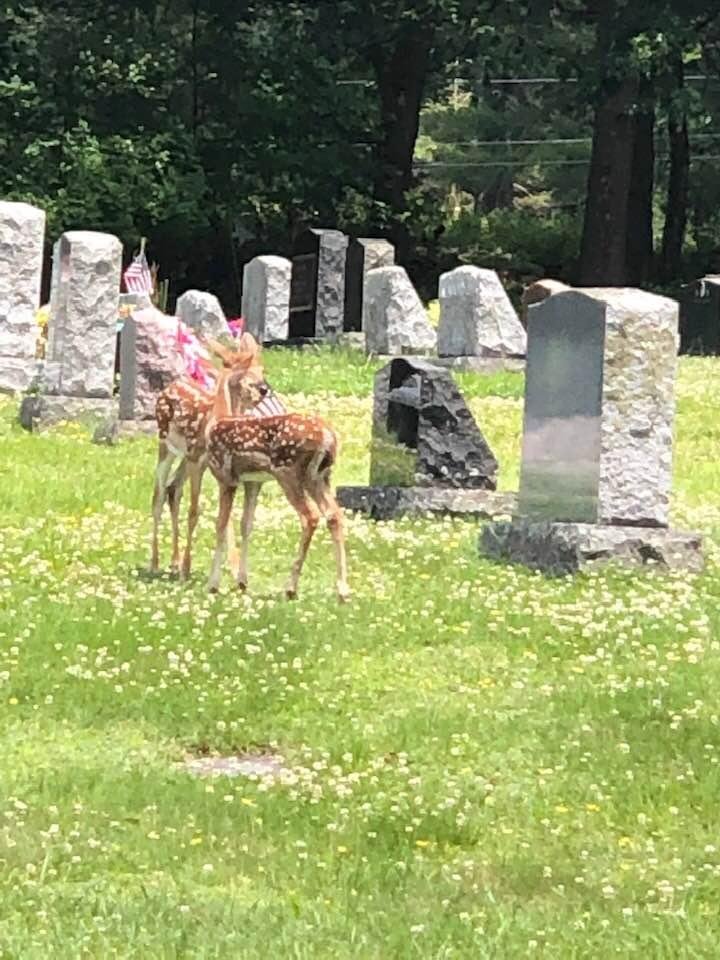 While in the cemetery today these two babies stopped to say hi