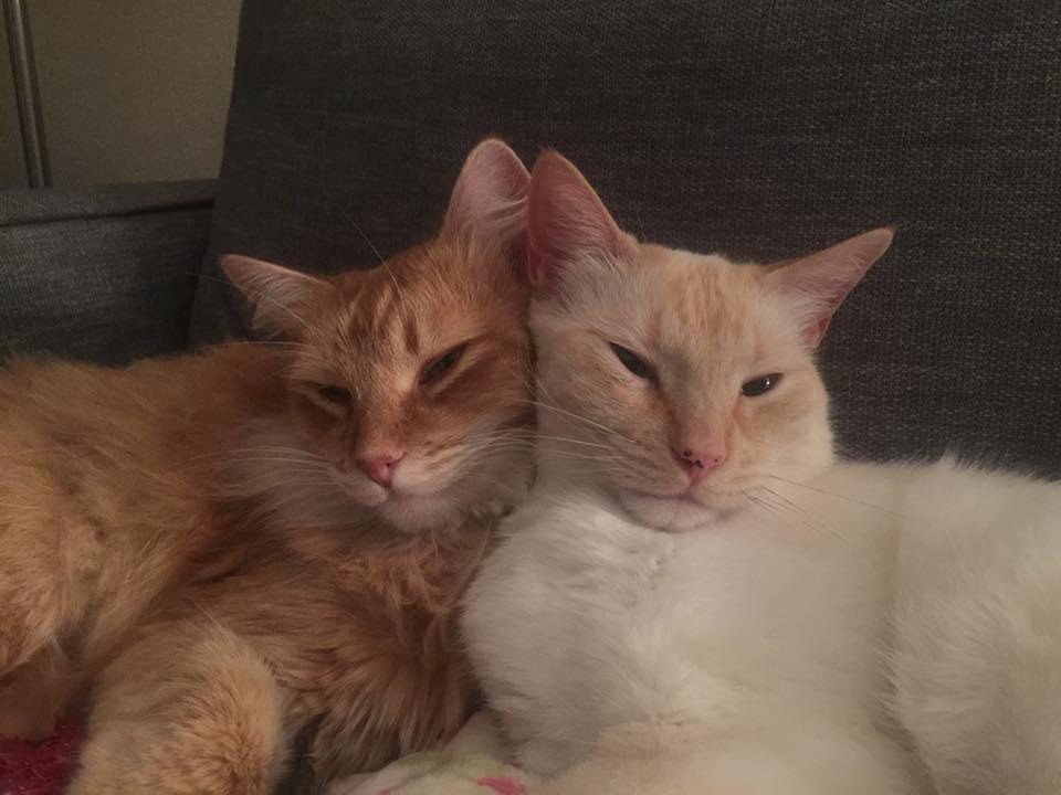 My guys 😻