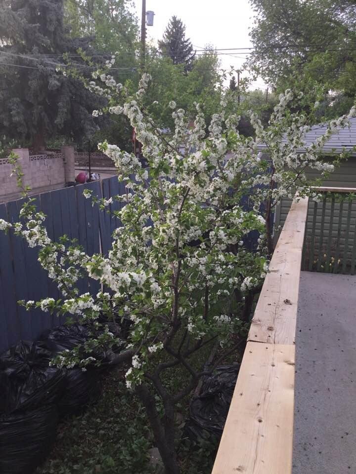 Now the cherry trees turn