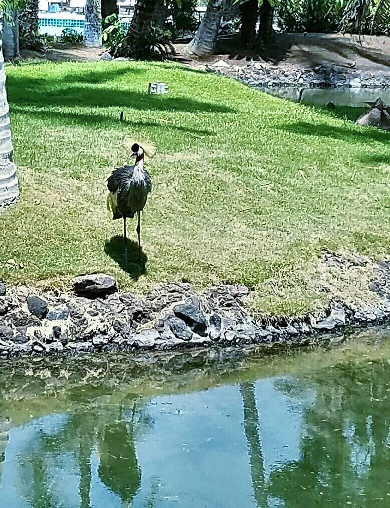 Lagoon Bird