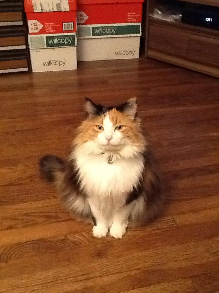 "National Cat Day" is so exciting!