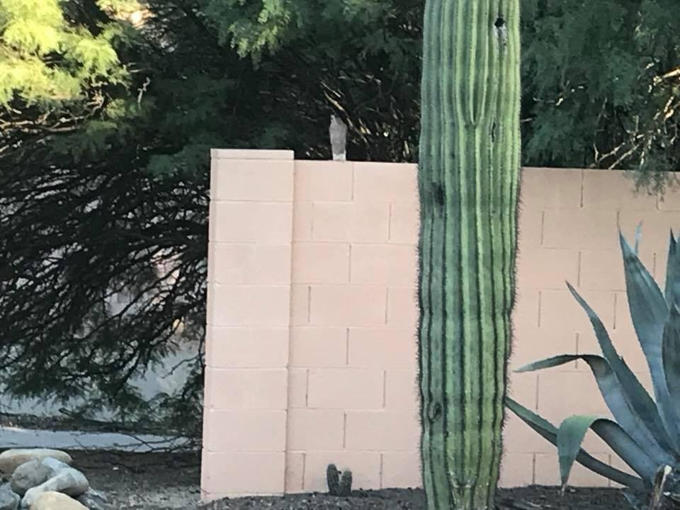 Hard to see. We had a little Cooper’s hawk greeting us on our wall