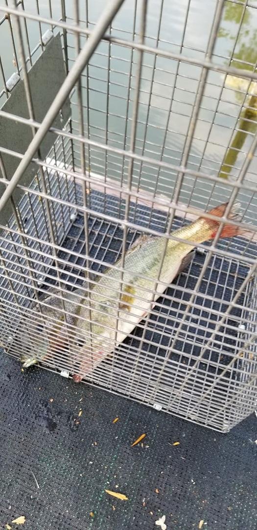 Caught yesterday. Cleaned this morning. Eat for lunch.