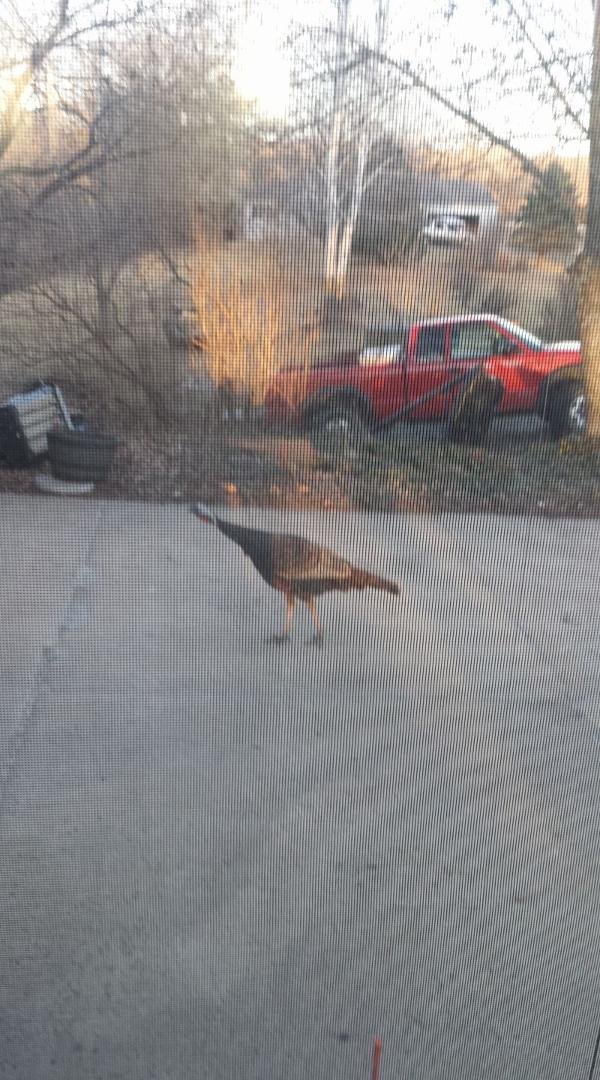 Wild turkey in our driveway this afternoon.