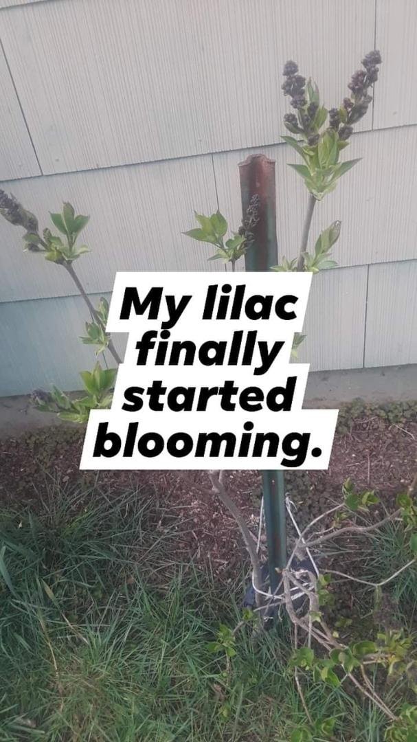 I 've had this lilac for 3 & a half years.