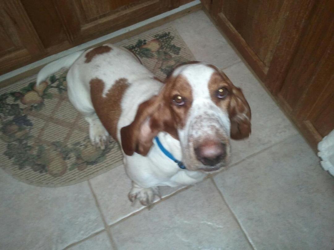 Bogey basset, the pink nosed hound and counter surfer extraordinaire!!