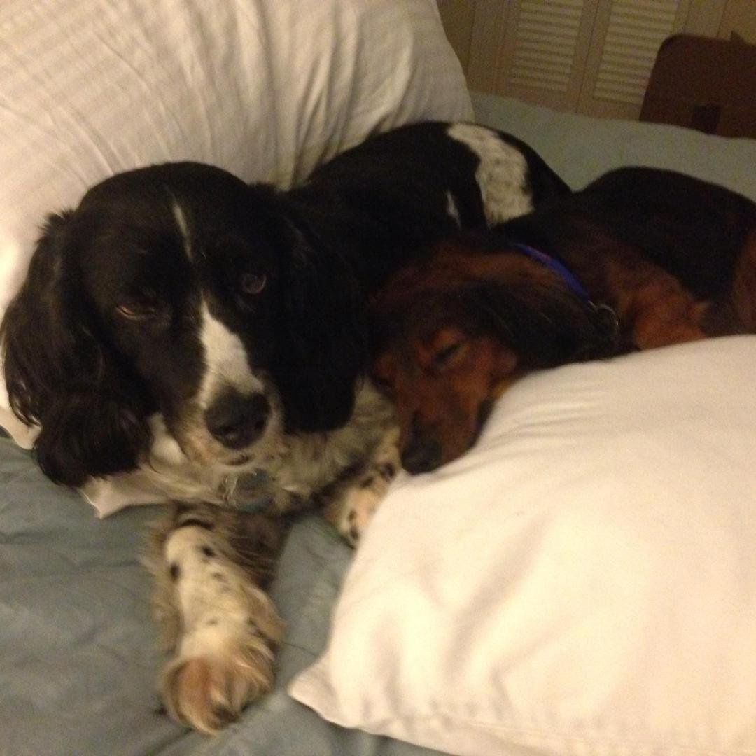 Adopted Doxie has arrived. Taken over??? Sampson aka Sammie 4-5. Just neutered and NO history.