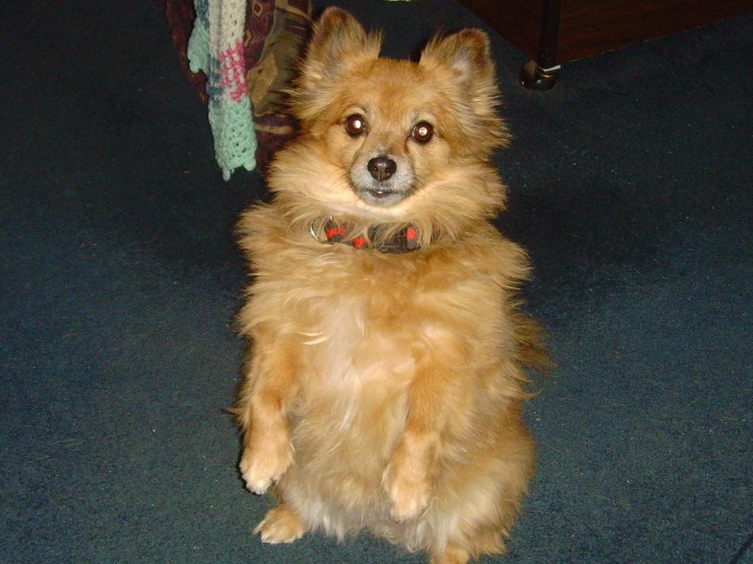 Hi
