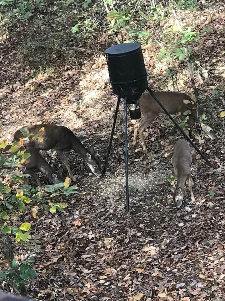 Deer are eating good
