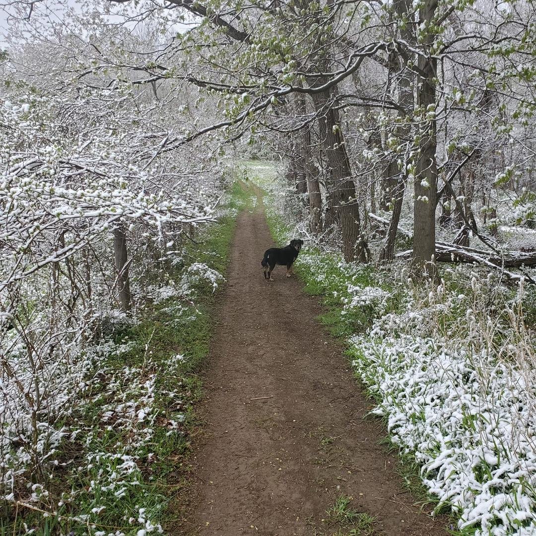 Winter visiting Spring.