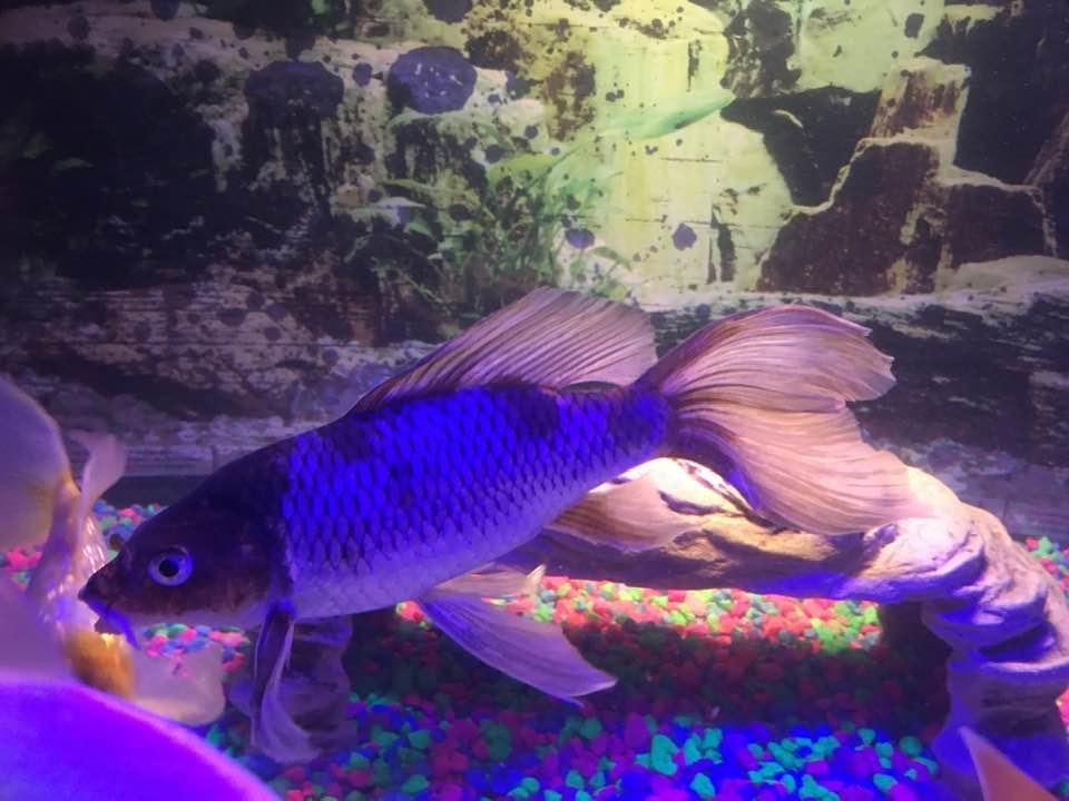 One of my butterfly koi’s