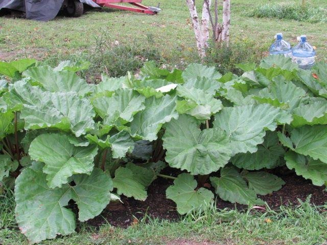 New to this Do I pick all the leaves off my rhubarb plants before I cover them with 4 in. of mulch before the frost comes to Muskoka.