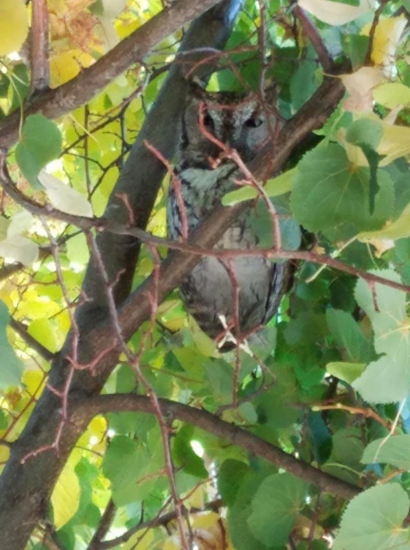 This fellow watches over the clinic.