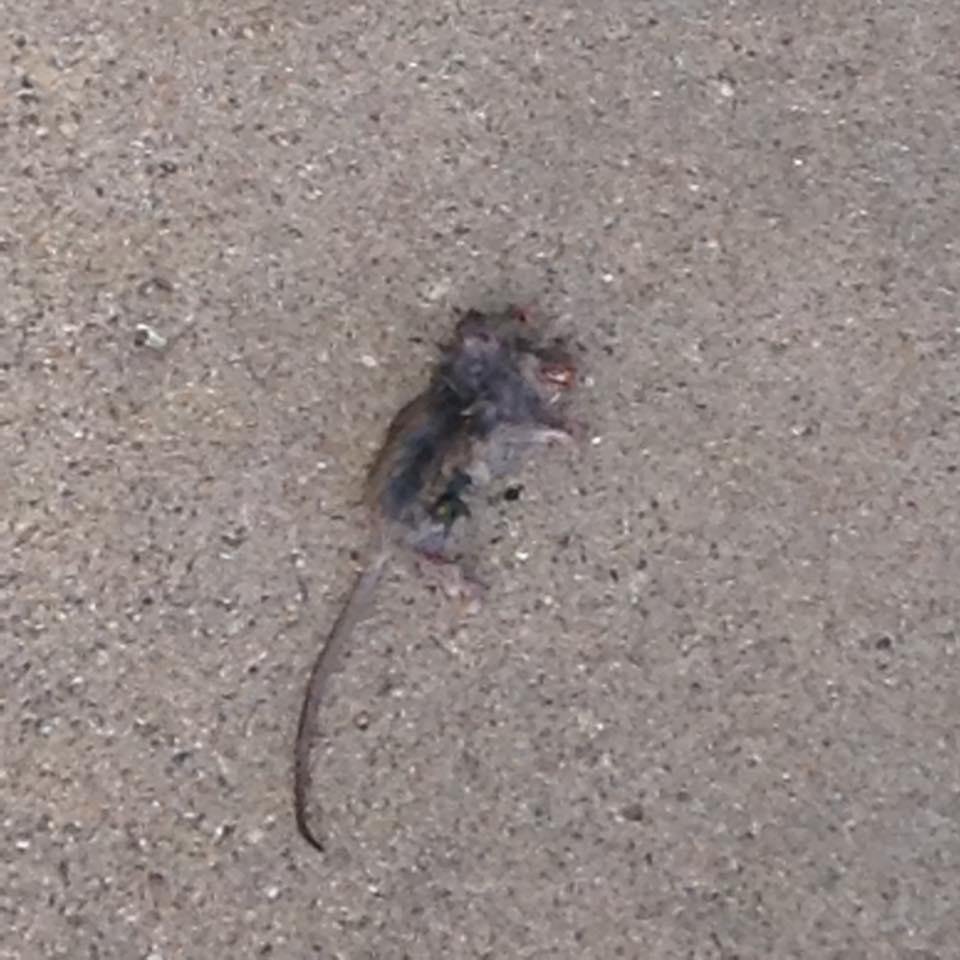 Pookie's latest catch.