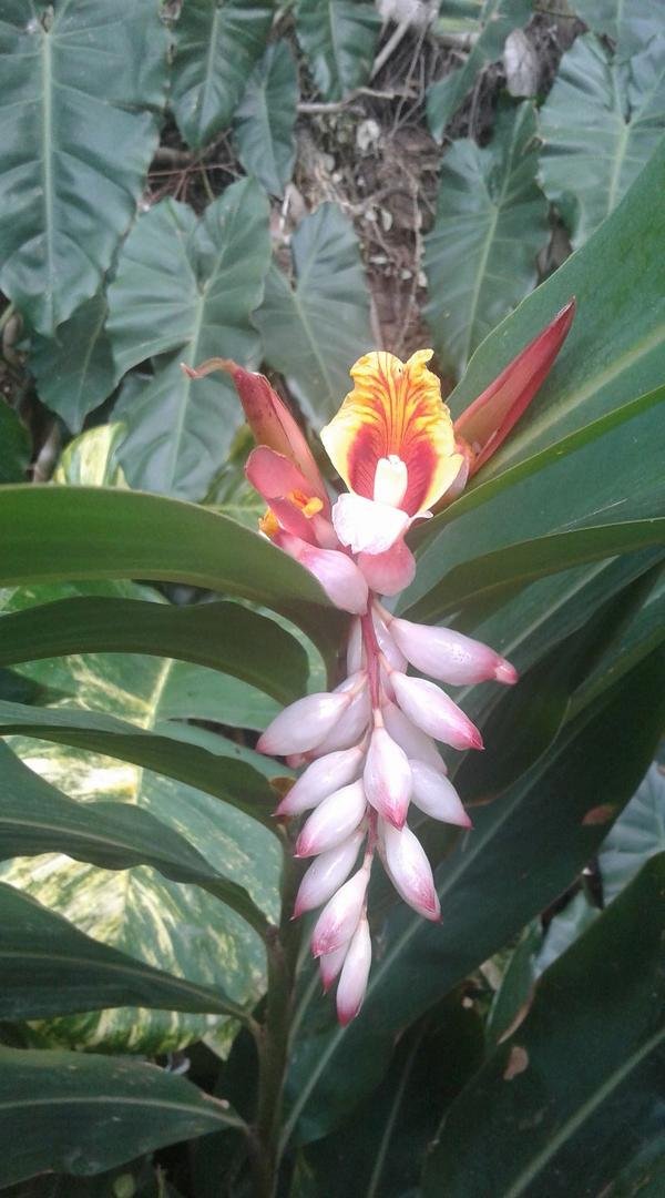 Does anyone know what flower this is? I took the photo in St Croix, USVI today.