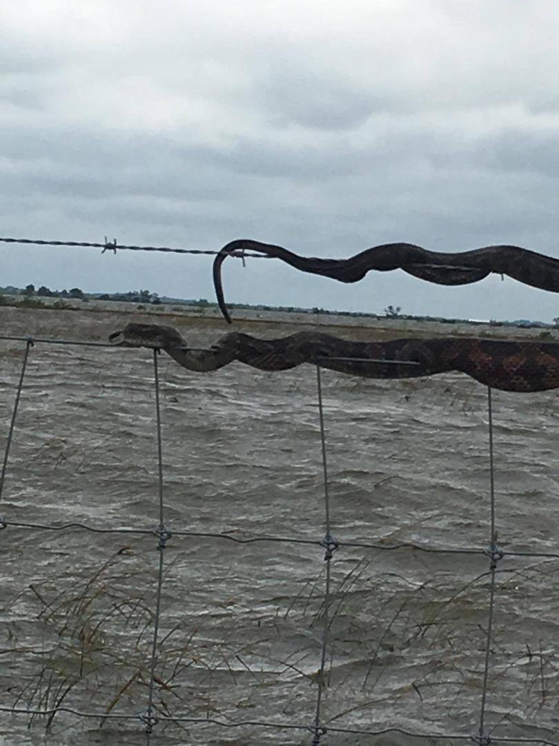 My love of dogs almost had me ready to go help in TX until my coworker sent me this picture of family property. The snake on the fence wire must hate water as bad as I hate snakes. SORRY PUPS.