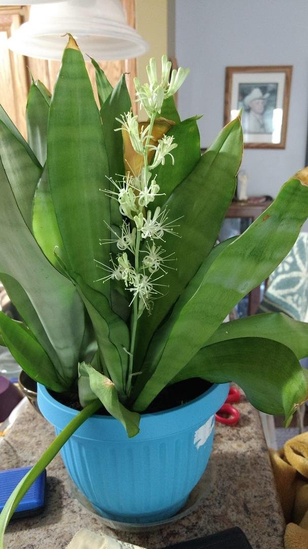 My snake plant is blooming!