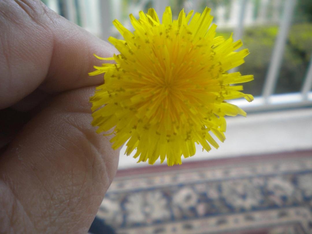 special flower picked and given to me by Hope