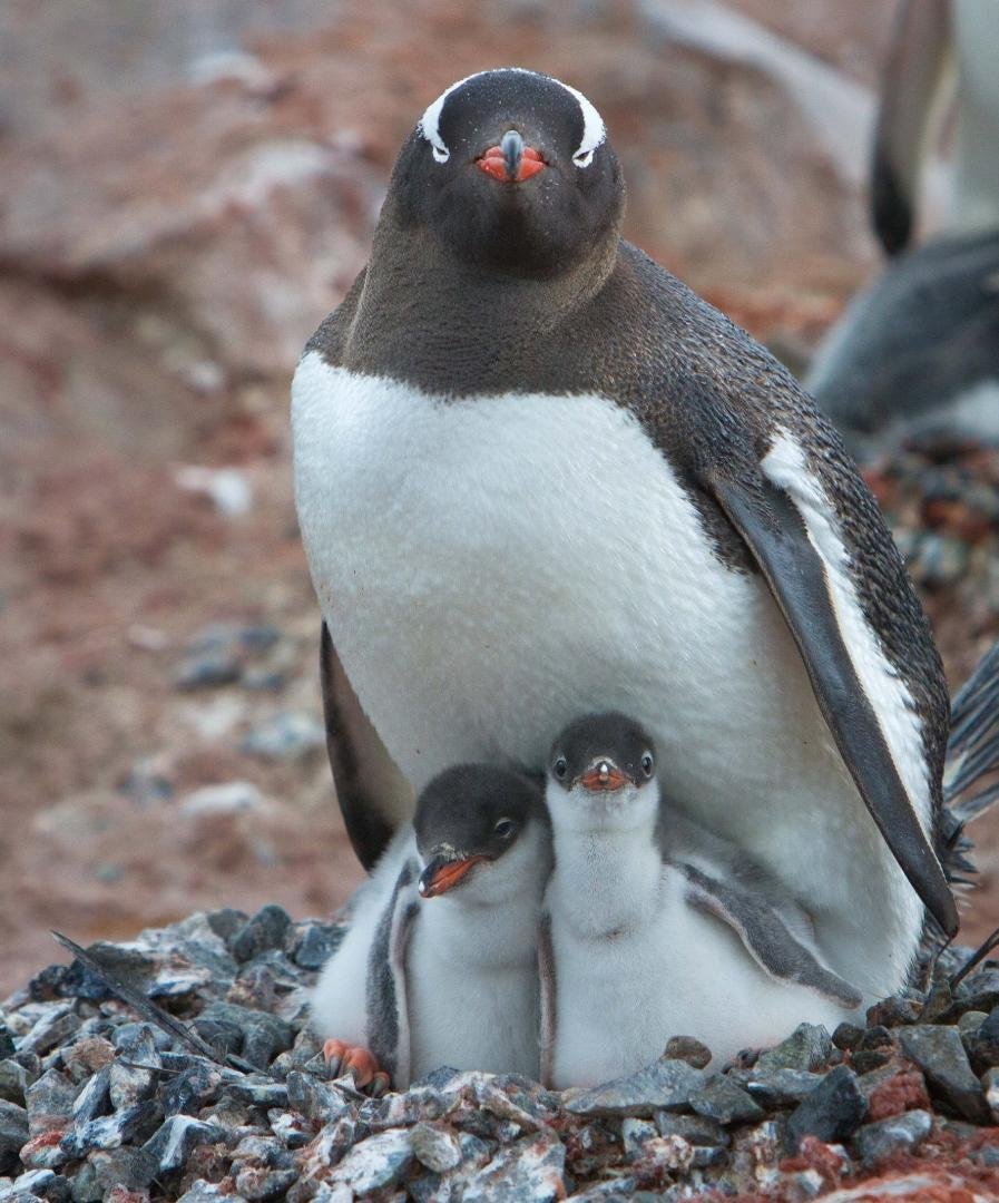 here is one of my penguin shots