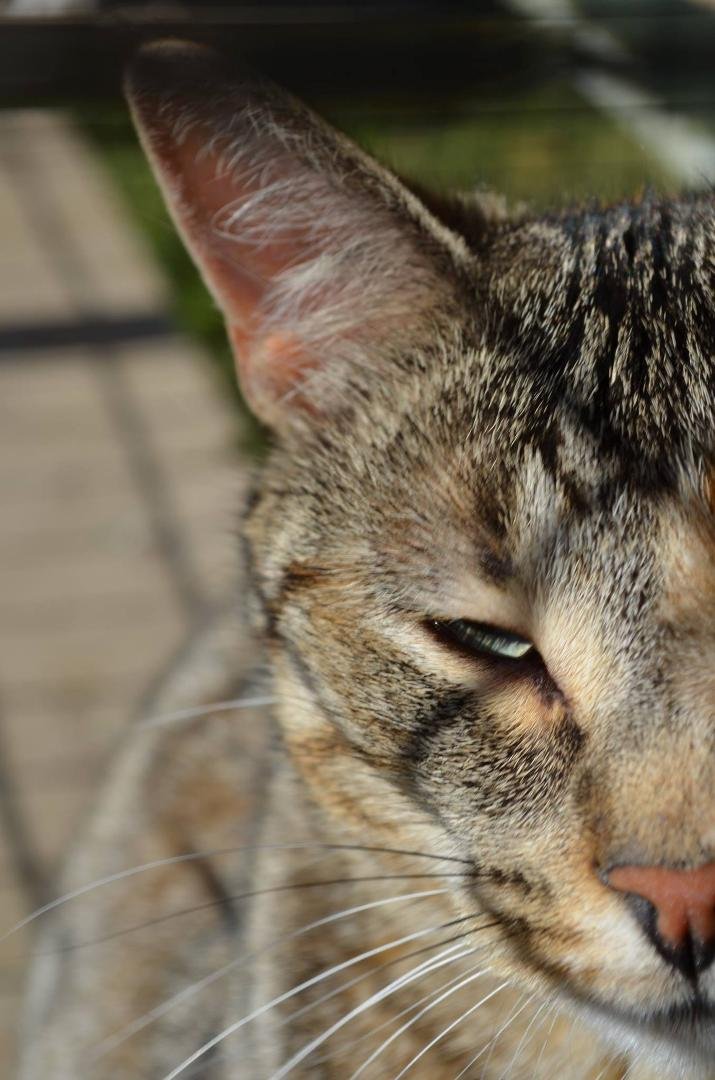 According to The View this morning, it is NATIONAL CAT DAY (at least in the US) so wahoo all the cats in our world! DO something nice for a cat today! And love your kitties if you have one (or two or three<VBG>).