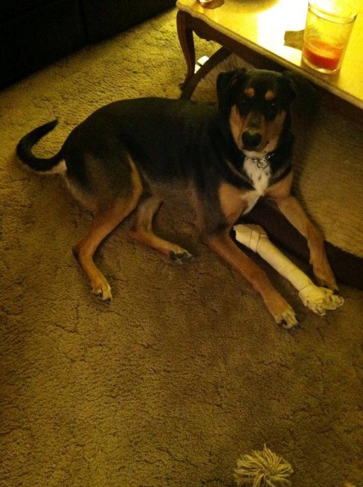 This is my canine Gina, she was the perfect example of unconditional love. I lost her to the most high of doggy heaven and will never forget her.
