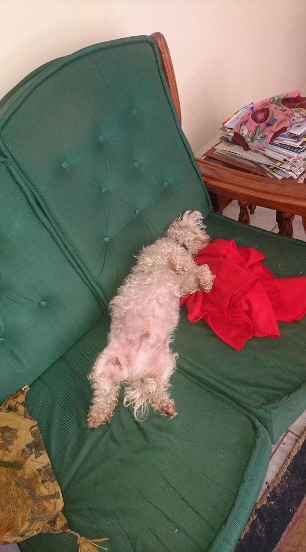 Sunday morning nap.