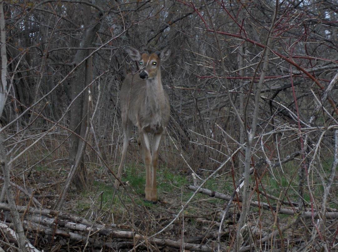 the residents of mission marsh island!!!!