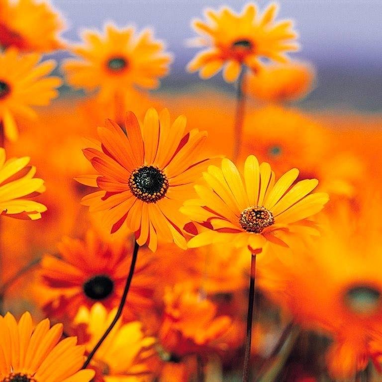 Fern Smith's album, Profilbilder
