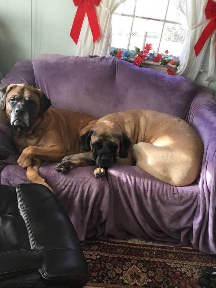 Jenny and Briggs hanging out at Auntie Karens for Christmas.
