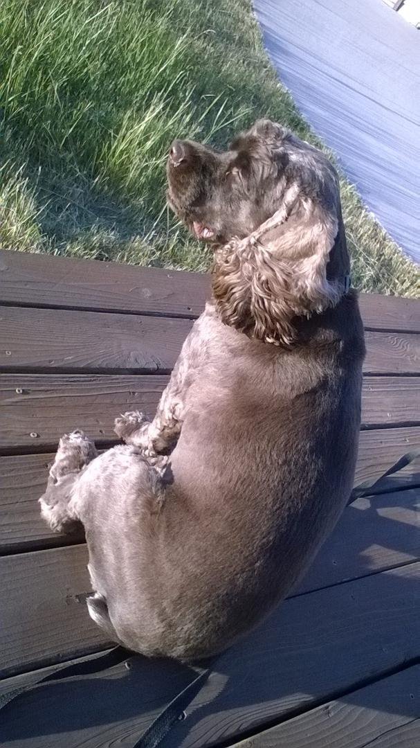 Carsen  sitting on deck in. Montana