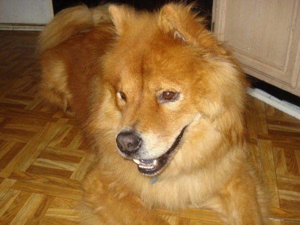 The Tyrelle's lost a member over the weekend family!  Nike went from healthy to gone in under 2hrs.  We had Nike for over 6yrs.  The house is just that much emptier without him.