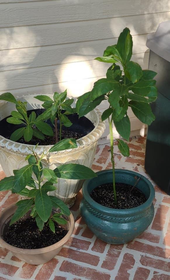 Avocado plants