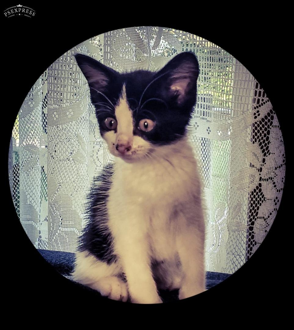 Adopted this lil fella close to starving. What a suckered I'am.
