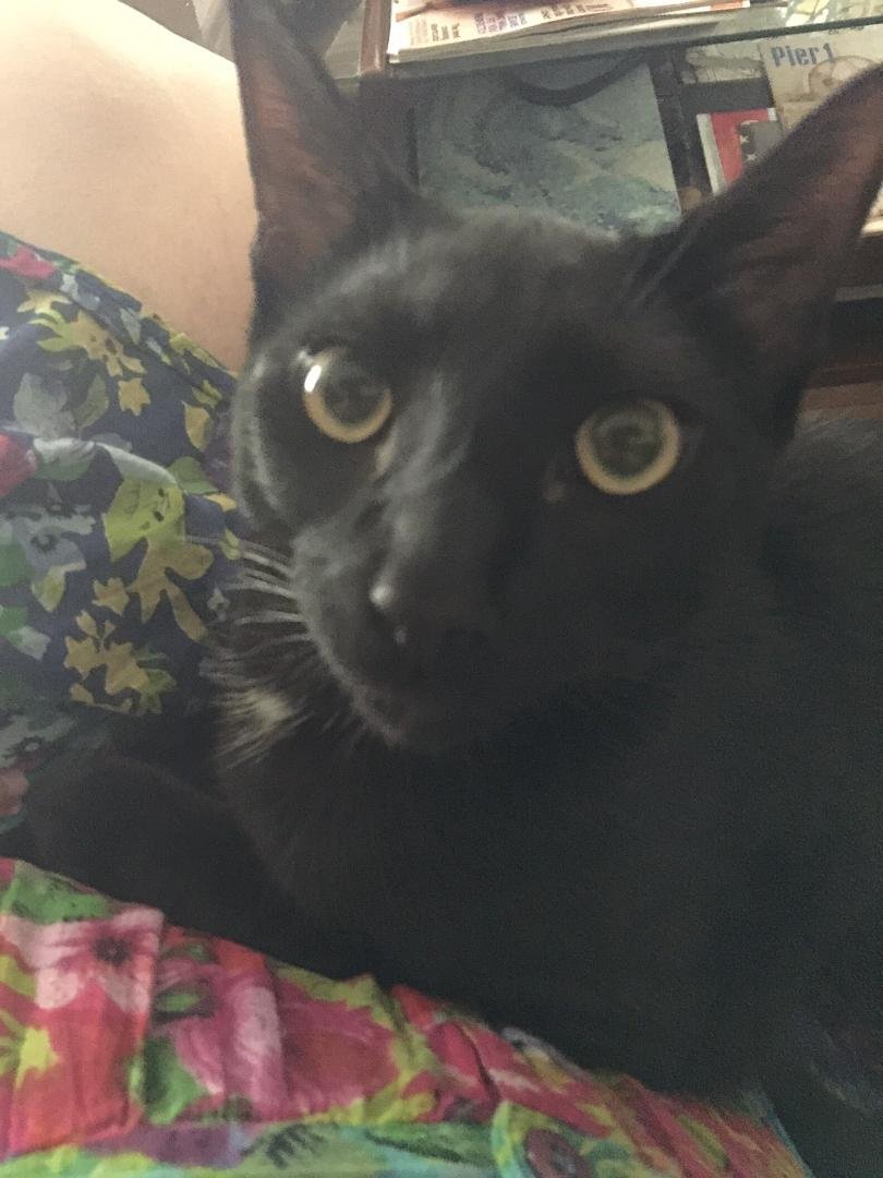 sammy whitcher's album, Mobile Uploads