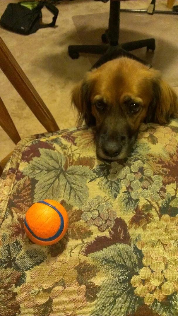 Won't you please throw my ball for me?