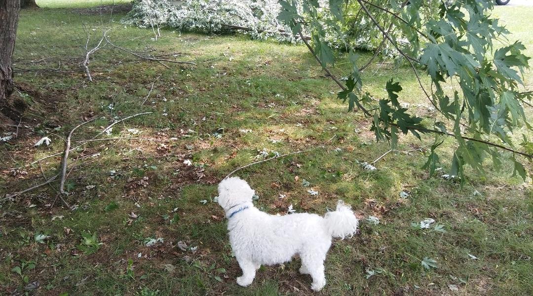 Rico surveying the damage to the back 40