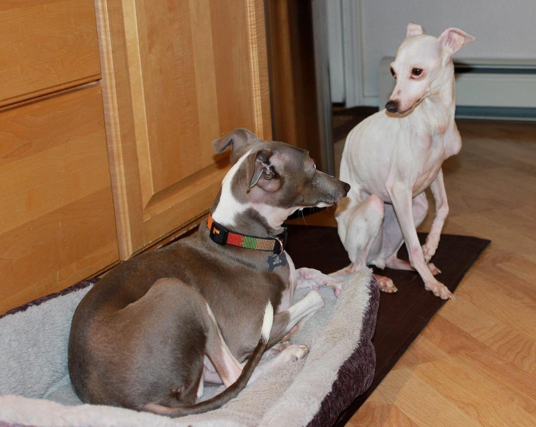 19 hour trip and Luigi now has a sister. Too many sad details to go into but she's a registered, spayed, emaciated
little IG that just wants to be loved (& fed). And yes, it has already been confirmed, she is a heat seek
