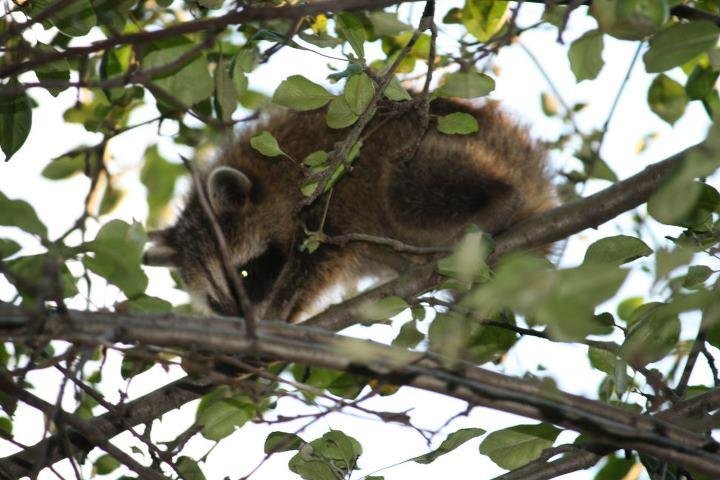 Kathy Johnson's album, July 28, 2011 Coons in our apple trees