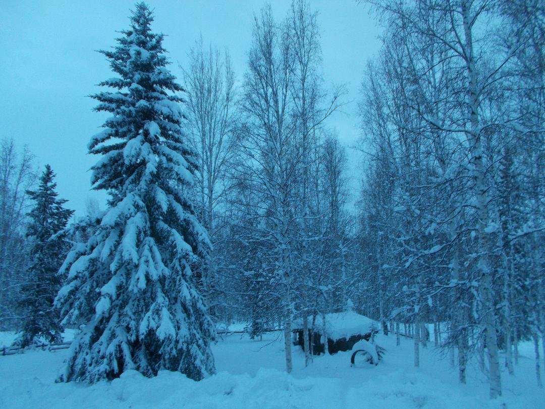 Our front yard.
