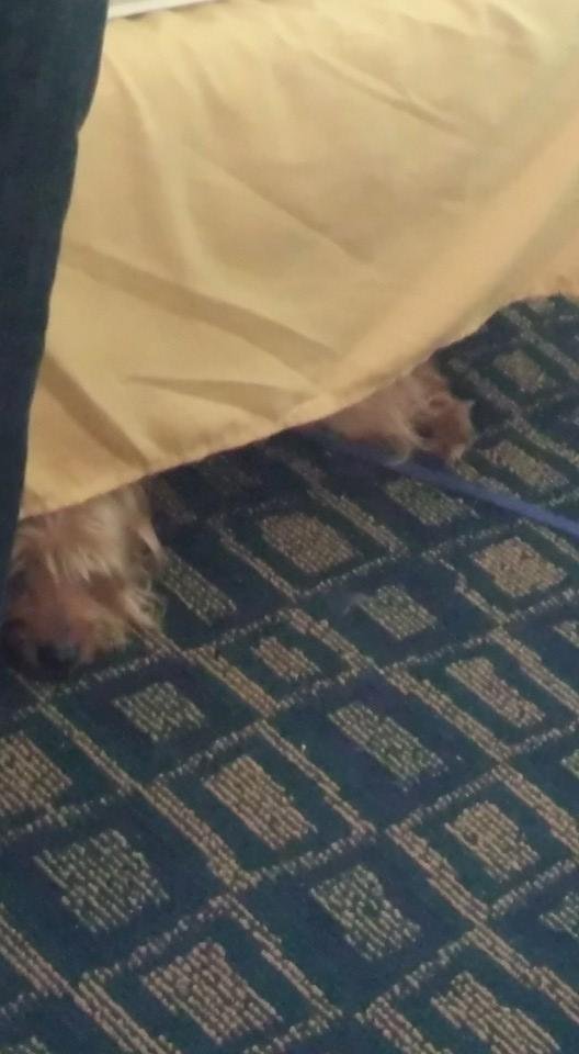Houdini thinks he's hiding under the bed..but he's trying to be slick and get any little thing that falls to the floor to eat. .
