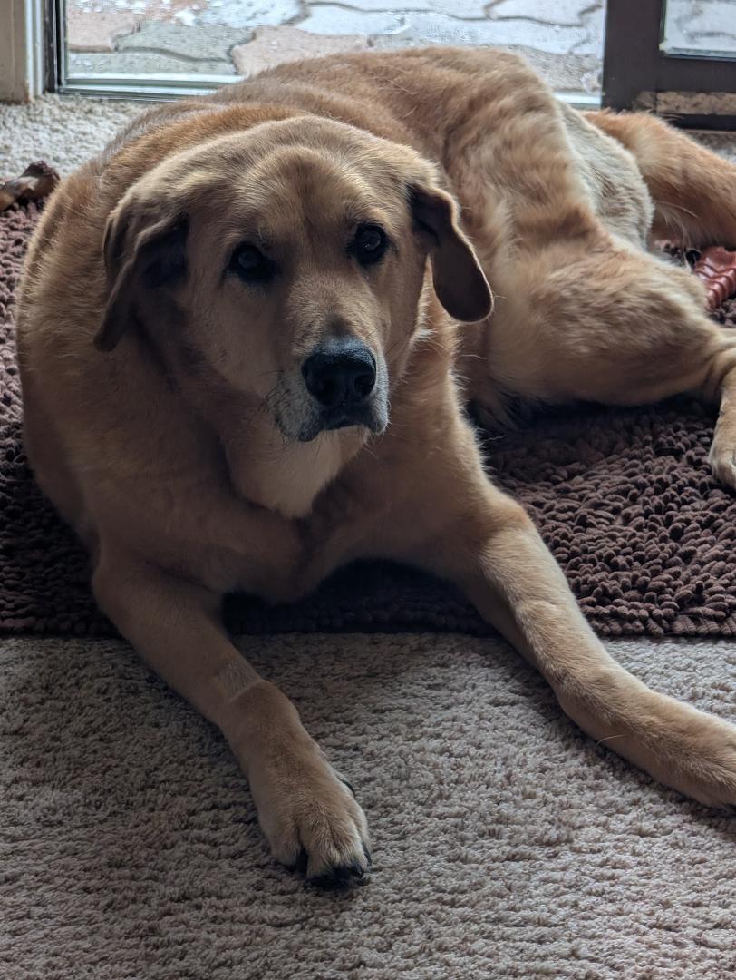 Tucker is glad to be out of his cone! 🙂