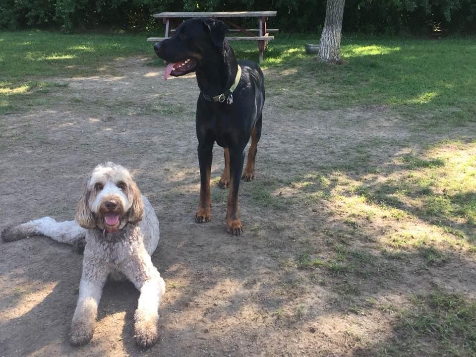 Our dog, Sammie and best friend from the dog park who loves to mix it up with our little princess!