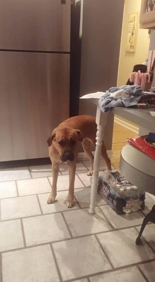 This is Samny my brother dog