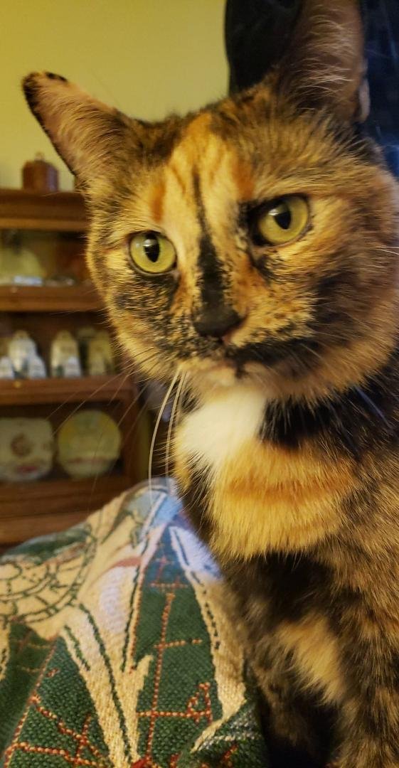 Katniss, one of our dear kitties.😻