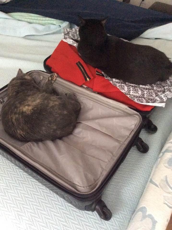 I WAS going to unpack from our trip........
