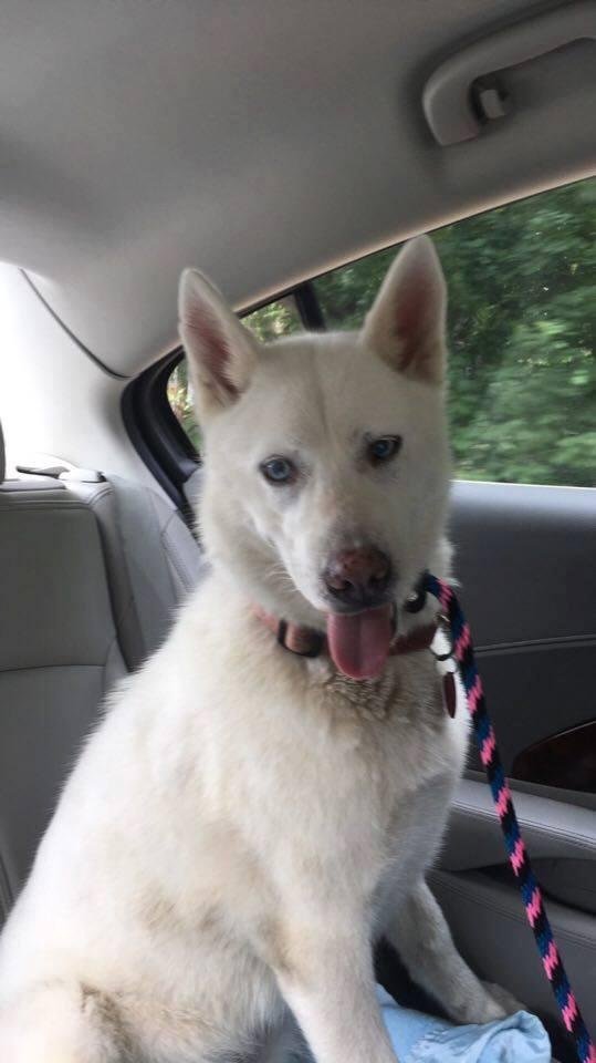 This is the newest addition to my family we adopted her last night and she is a little love and gets along great with Duke. We are either going to name her Princess or Snowflake. Her original name was cream cheese.