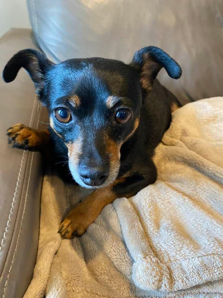Today, we had to say goodbye to our sweet Penny, my son and daughter-in-law’s beloved pup. She was more than just a dog—she was my friend, my cherished grand-puppy, and a source of endless love and joy. I don’t know where w