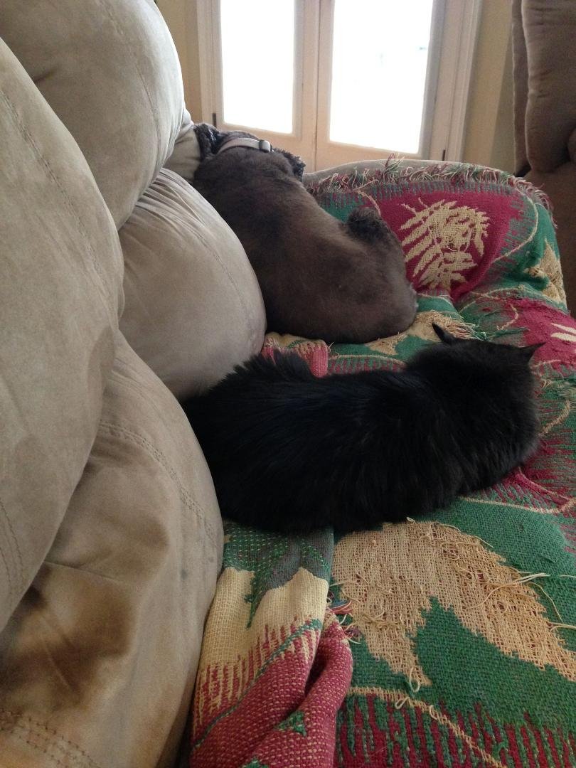 My couch buddies!!
