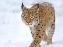 Gregory Gassmann shared a lynx!!!
