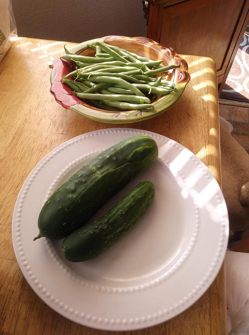 Just harvested green beans and a couple of cucumbers had a lot of green beans shared half with my neighbor.